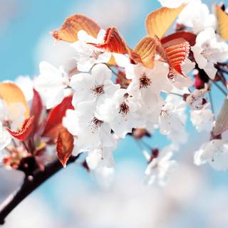 White flowers 4k wallpaper