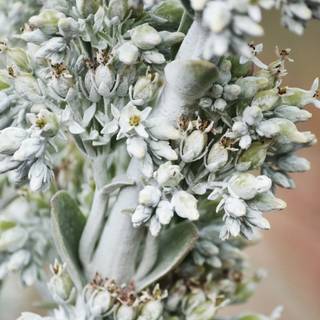 White flowers 4k wallpaper