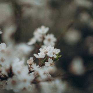White flowers 4k wallpaper