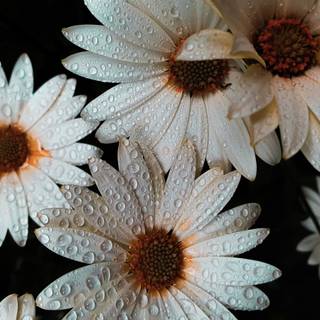 White flowers 4k wallpaper