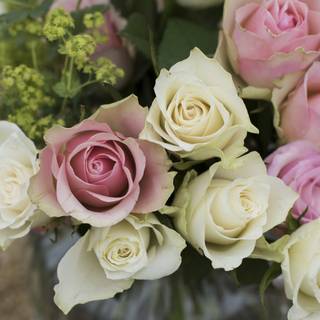 White flowers 4k wallpaper