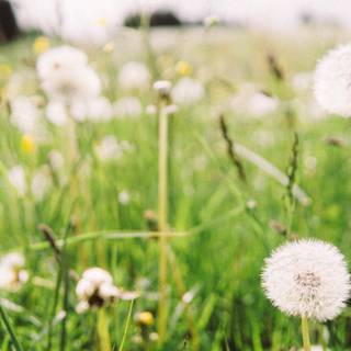 White flowers 4k wallpaper