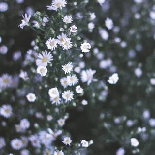 White flowers 4k wallpaper