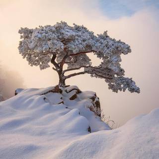 Seoul winter wallpaper