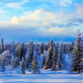 Winter USA wallpaper