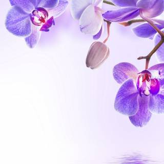 Orchid 4k wallpaper