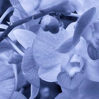 Orchid iPhone wallpaper