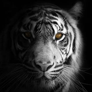 4k white iPhone wallpaper