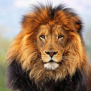 Barbary lion wallpaper