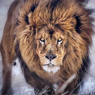 Barbary lion wallpaper