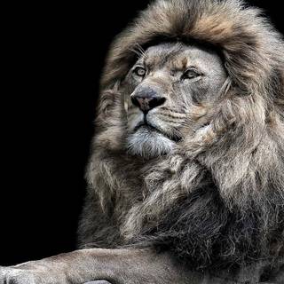 Barbary lion wallpaper