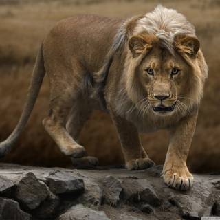 Barbary lion wallpaper