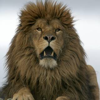 Barbary lion wallpaper