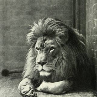 Barbary lion wallpaper