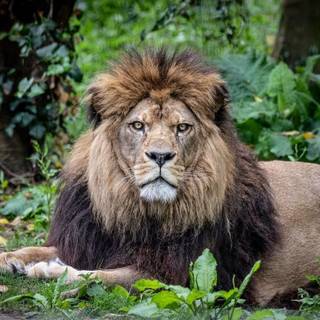 Barbary lion wallpaper