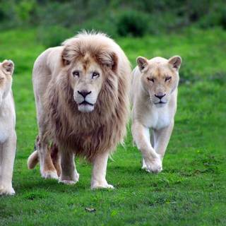 Barbary lion wallpaper