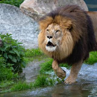 Barbary lion wallpaper