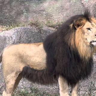 Barbary lion wallpaper