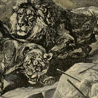 Barbary lion wallpaper