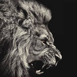 Barbary lion wallpaper