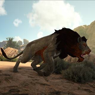 Barbary lion wallpaper