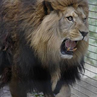 Barbary lion wallpaper