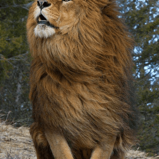Barbary lion wallpaper