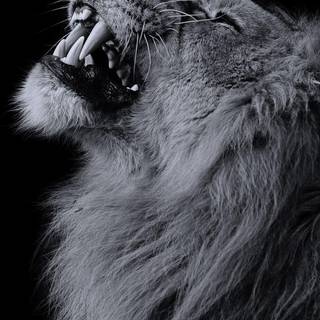 Barbary lion wallpaper