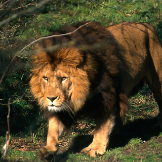 Barbary lion wallpaper