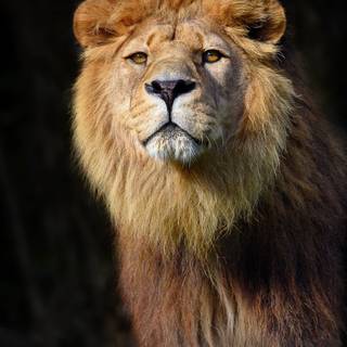 Barbary lion wallpaper