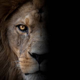 Barbary lion wallpaper