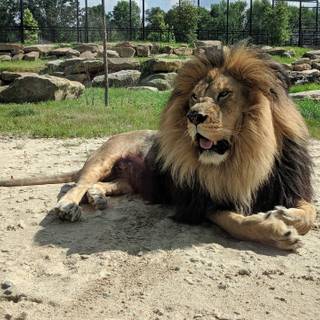 Barbary lion wallpaper