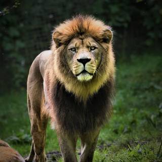 Barbary lion wallpaper