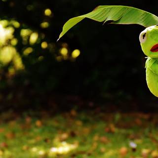 Kermit 4k wallpaper