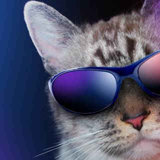 Cool cat 4k wallpaper