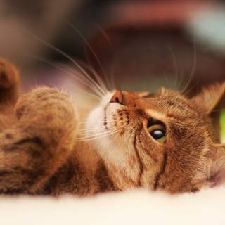 Cool cat 4k wallpaper