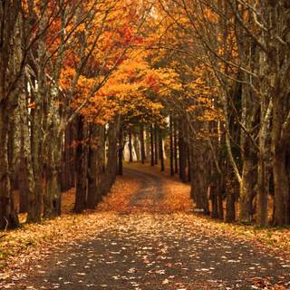 Autumn HD computer wallpaper