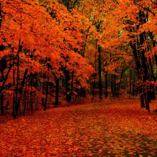 Autumn Macbook Pro wallpaper