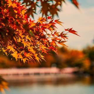 Autumn days 4k wallpaper