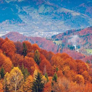 iPhone 14 Pro autumn wallpaper