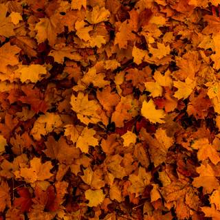 Autumn days 4k wallpaper