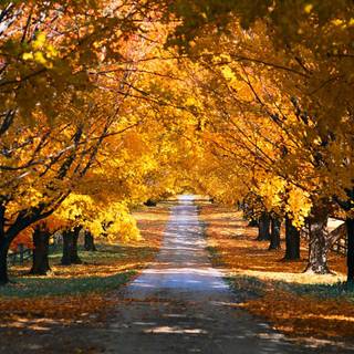 Autumn Macbook Pro wallpaper