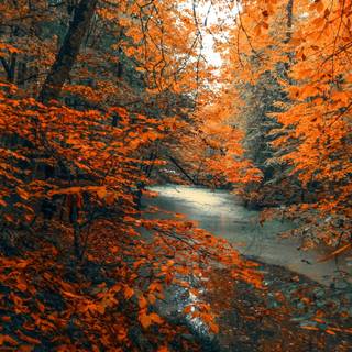 Autumn Macbook Pro wallpaper