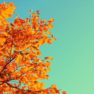 Autumn Macbook Pro wallpaper