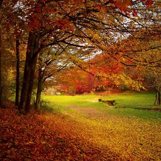 Autumn days 4k wallpaper