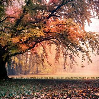 Autumn Macbook Pro wallpaper