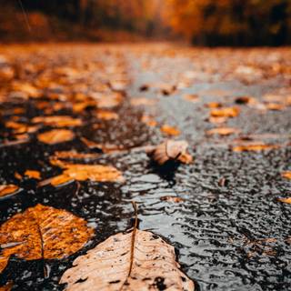 Autumn Macbook Pro wallpaper