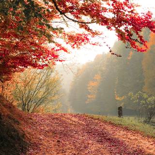 Autumn days 4k wallpaper