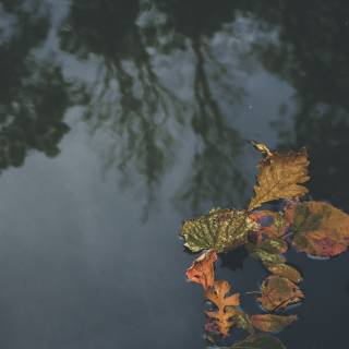 Autumn days 4k wallpaper