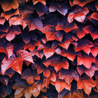 Autumn Macbook Pro wallpaper